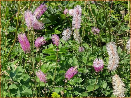 Sanguisorba obtusa