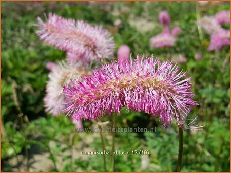 Sanguisorba obtusa