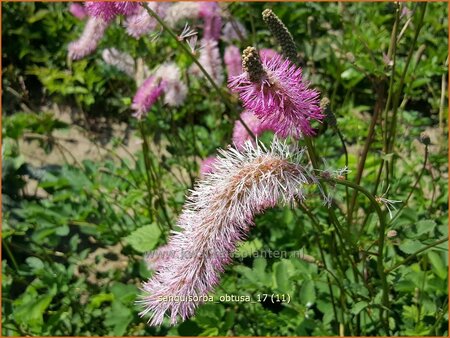 Sanguisorba obtusa
