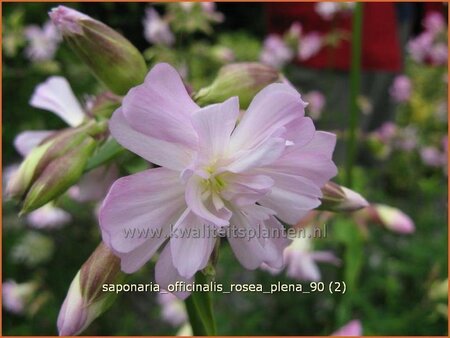 Saponaria officinalis &#39;Rosea Plena&#39;