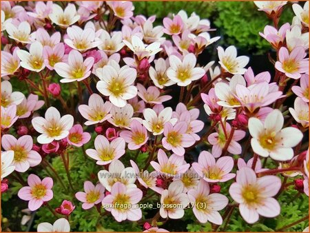 Saxifraga &#39;Apple Blossom&#39;