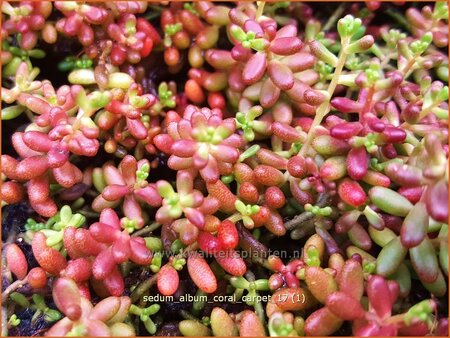 Sedum album &#39;Coral Carpet&#39;