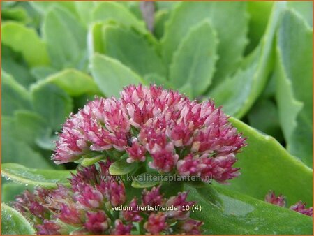 Sedum &#39;Herbstfreude&#39;