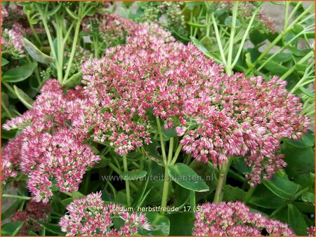 Sedum &#39;Herbstfreude&#39;