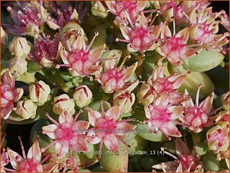 Sedum sieboldii &#39;Mediovariegatum&#39;