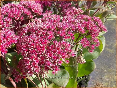 Sedum telephium &#39;Thunderhead&#39;