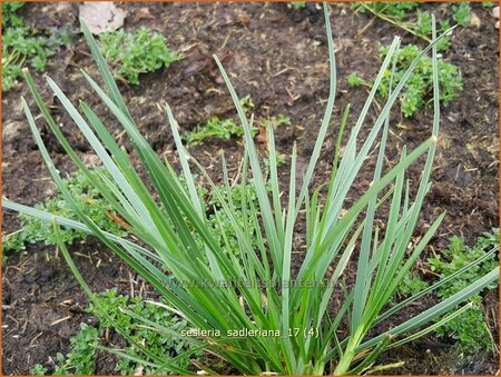 Sesleria sadleriana