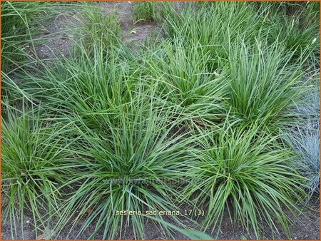 Sesleria sadleriana