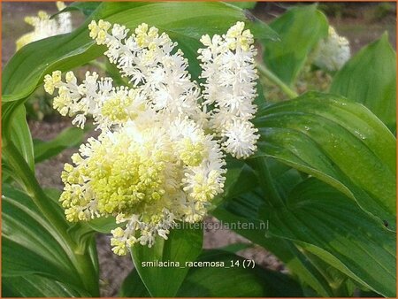 Smilacina racemosa