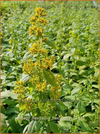 Solidago flexicaulis &#39;Flexi Belle&#39;