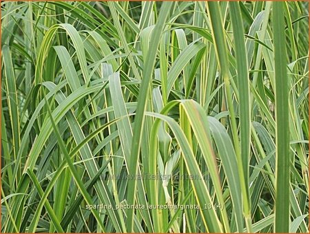 Spartina pectinata &#39;Aureomarginata&#39;