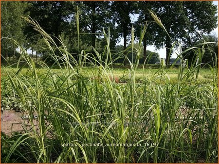 Spartina pectinata &#39;Aureomarginata&#39;