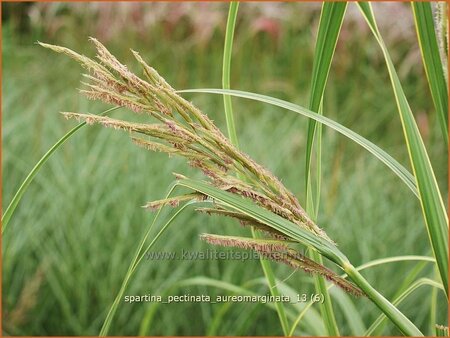 Spartina pectinata &#39;Aureomarginata&#39;