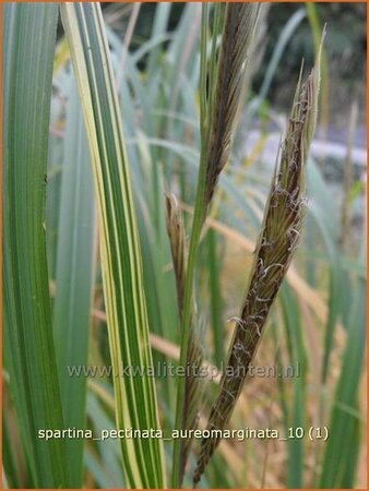 Spartina pectinata &#39;Aureomarginata&#39;