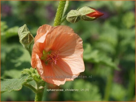 Sphaeralcea 'Childerley'