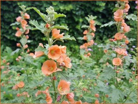 Sphaeralcea 'Childerley'