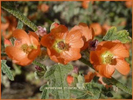 Sphaeralcea 'Childerley'