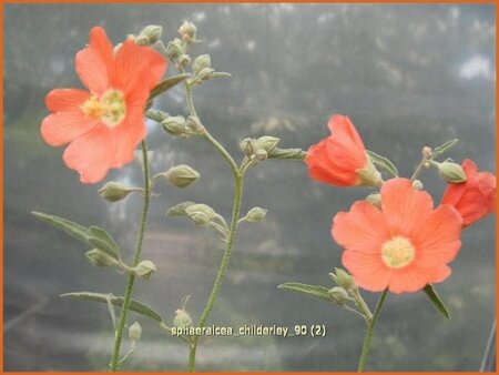 Sphaeralcea 'Childerley'