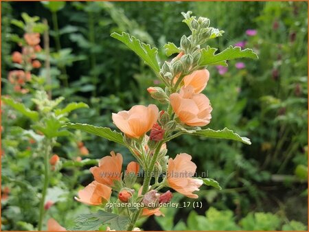 Sphaeralcea 'Childerley'