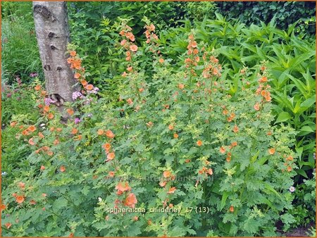 Sphaeralcea 'Childerley'
