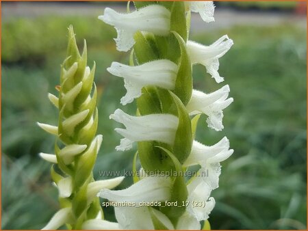 Spiranthes 'Chadd's Ford'