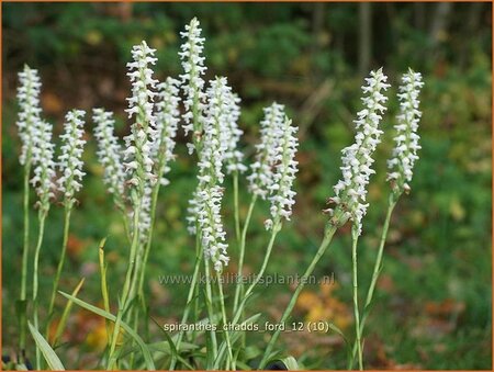 Spiranthes &#39;Chadd&#39;s Ford&#39;