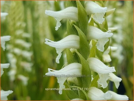 Spiranthes &#39;Chadd&#39;s Ford&#39;