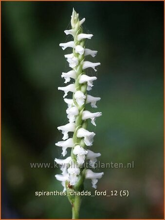 Spiranthes 'Chadd's Ford'