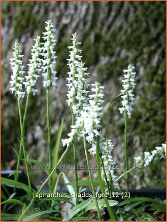 Spiranthes 'Chadd's Ford'