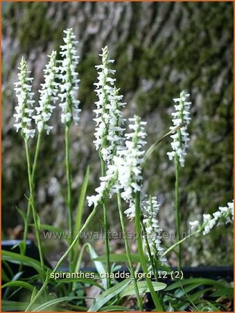 Spiranthes &#39;Chadd&#39;s Ford&#39;