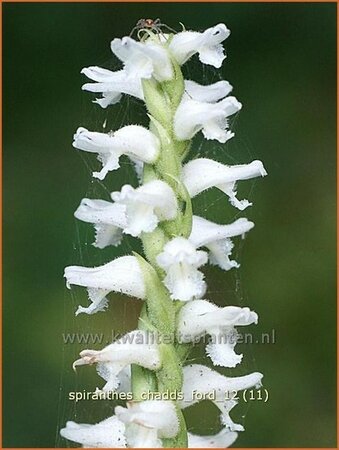 Spiranthes &#39;Chadd&#39;s Ford&#39;