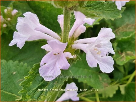 Stachys grandiflora &#39;Morning Blush&#39;