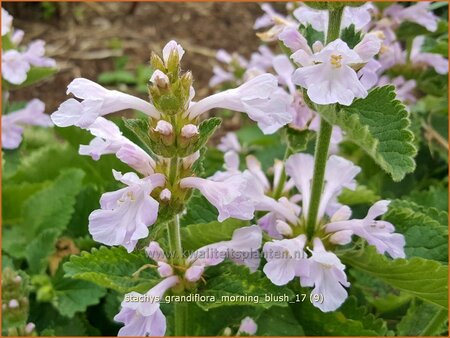 Stachys grandiflora &#39;Morning Blush&#39;