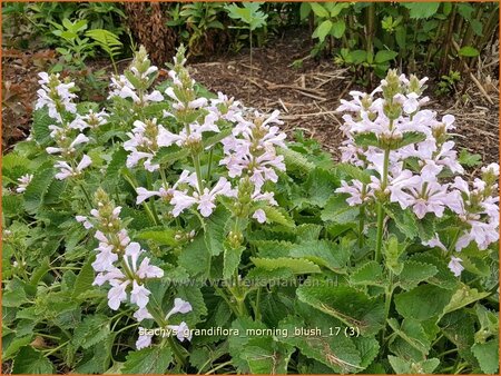 Stachys grandiflora &#39;Morning Blush&#39;