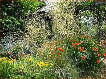 Stipa gigantea