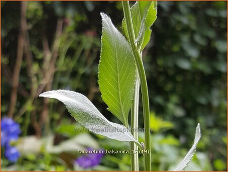 Tanacetum balsamita