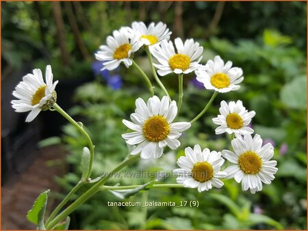 Tanacetum balsamita