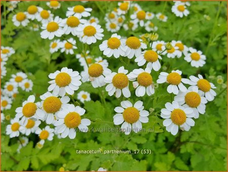 Tanacetum parthenium