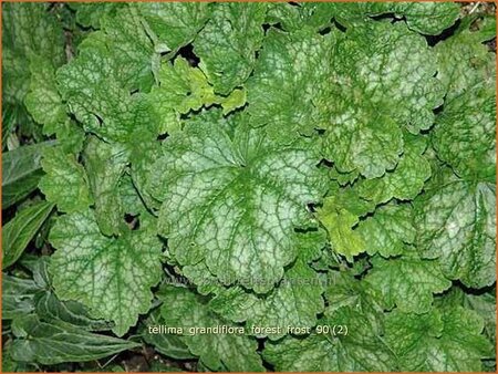 Tellima grandiflora &#39;Forest Frost&#39;