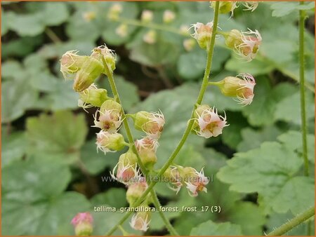 Tellima grandiflora &#39;Forest Frost&#39;