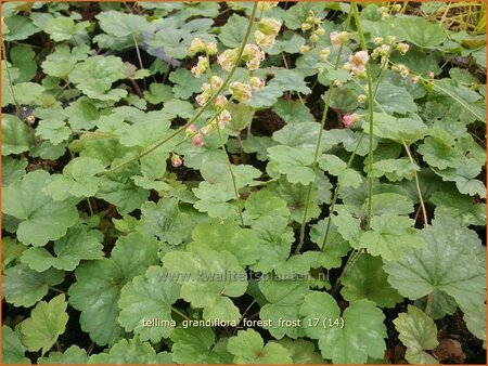Tellima grandiflora &#39;Forest Frost&#39;