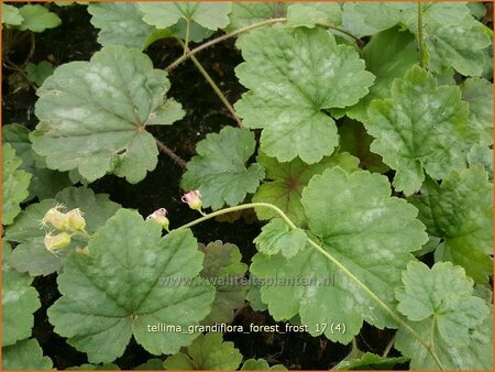 Tellima grandiflora &#39;Forest Frost&#39;
