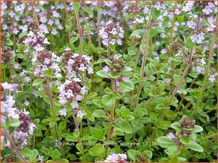 Thymus citriodorus &#39;Lemon Supreme&#39;