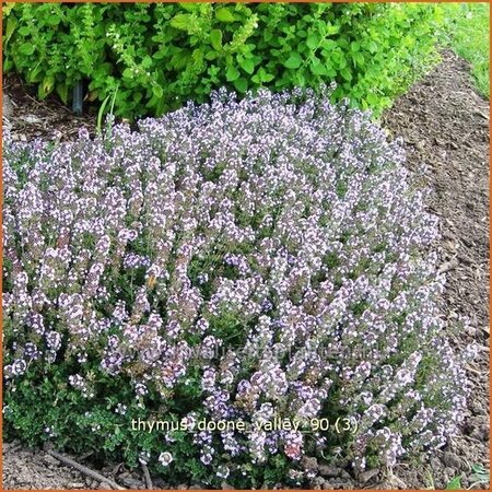 Thymus &#39;Doone Valley&#39;