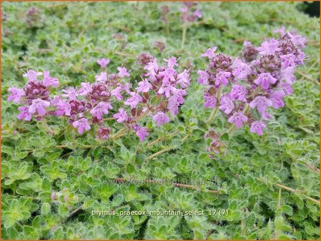 Thymus praecox &#39;Mountain Select&#39;