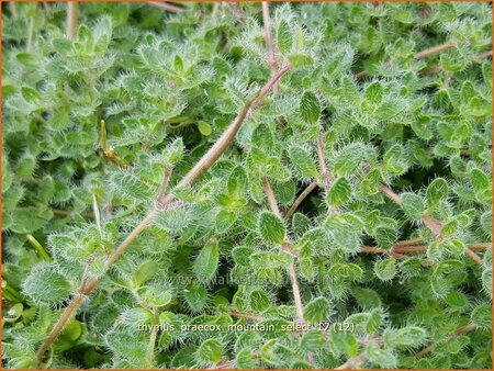 Thymus praecox &#39;Mountain Select&#39;