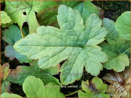 Tiarella cordifolia &#39;Oakleaf&#39;