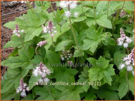 Tiarella cordifolia &#39;Oakleaf&#39;