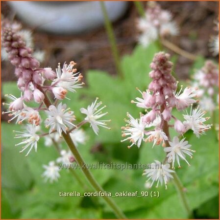 Tiarella cordifolia &#39;Oakleaf&#39;