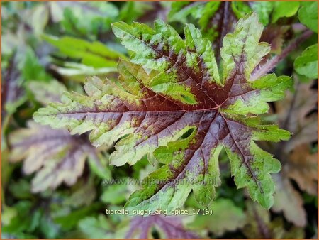 Tiarella &#39;Sugar and Spice&#39;